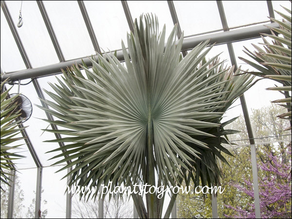 Bismarkia Palm has a very large leaf.